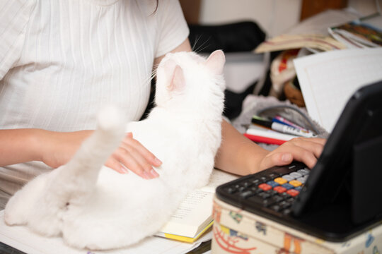 自宅での勉強や作業中に机へ乗り、飼い主の邪魔をして甘える白猫