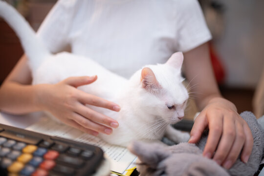 自宅での勉強や作業中に机へ乗り、飼い主の邪魔をして甘える白猫