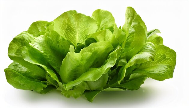Gentile Lettuce Sativa Lactuca Salad Leaves Green Lettuce Leaves On White