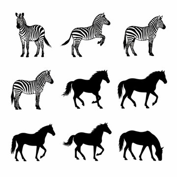 Professional wildlife zebra vectors on clean white background