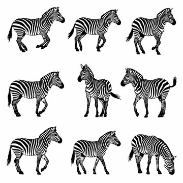Professional zebra graphics collection on clean white backdrop