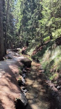 trail in the woods with a small river. Ru Courtod in Ayas Valley