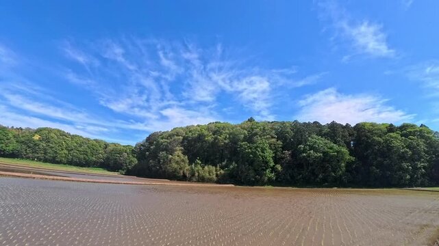 Slow panning shot of lush green rice fields in summer