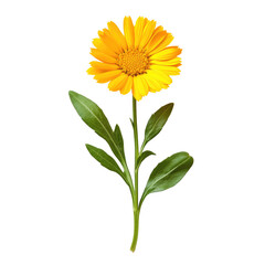 Fototapeta premium A single yellow flower with a prominent orange center, surrounded by a sprig of mint leaves. The flower is placed in the lower left corner against a plain white background