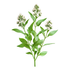Fototapeta premium A single branch of fresh peppermint leaves, which is a common ingredient used in cooking and herbal medicine for its cooling effect and aroma.