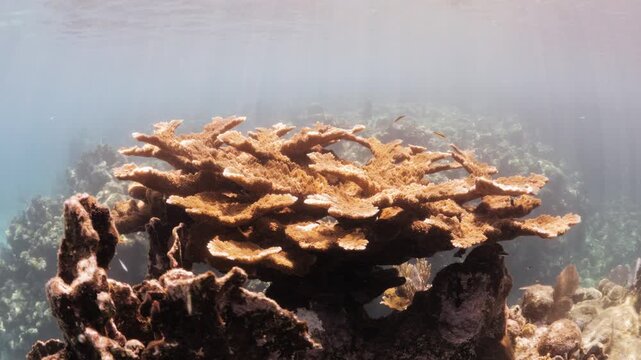 Large Elkhorn Coral Colony Growing on a Caribbean Coral Reef in Roatan, Honduras
