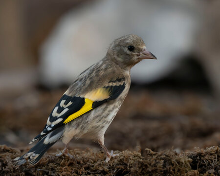 Jilguero joven (Carduelis carduelis) de perfil sobre musgo, con cuerpo pardo moteado sin madurar y una llamativa franja amarilla en sus alas oscuras que anticipa su plumaje adulto.