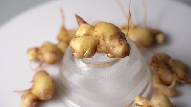 Fresh Ginger Root (Zingiber officinale) Organic Herbal Spice, Ayurvedic Medicinal Ingredient, Natural Antioxidant, Healthy Cooking, and Wellness