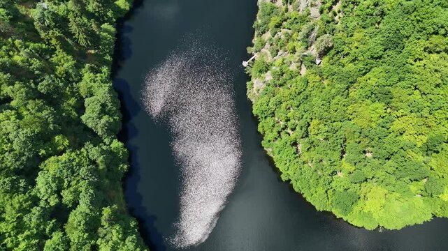Aerial Rotating Top-Down Drone Shot of of Vltava River surrounded by Vibrant Green Forest on a Sunny Summer Day at Vyhlidka Maj in Czech Republic. Above Landscape with Water and Trees.