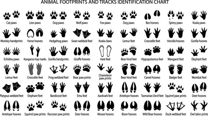 Obraz premium Animal footprints and tracks identification chart set vector illustration isolated on white background for educational design