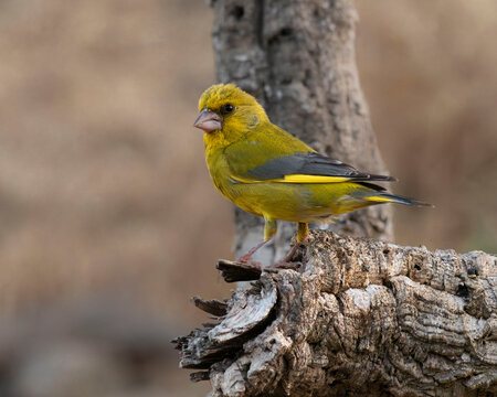 Un verder&oacute;n com&uacute;n (Chloris chloris) macho posado de perfil sobre un tronco rugoso, luciendo su denso plumaje de tonos verde oliva y amarillo brillante en el borde del ala y la cola.
