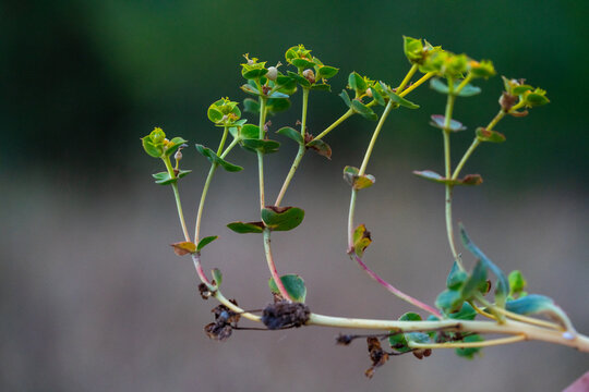 Euphorbia peplus plant commonly known as petty spurge or radium weed