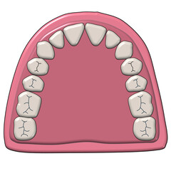 Upper jaw maxillary arch teeth anatomy illustration © Bhuvana