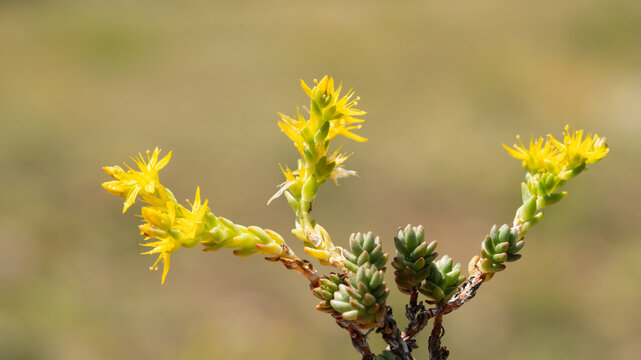 Yellow blooming sedum acre, commonly known as the goldmoss stonecrop or goldmoss sedum