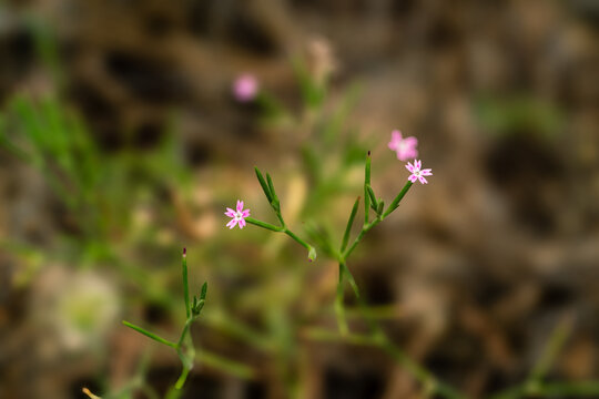Tiny pink flowers on green stems against a blurred brown background