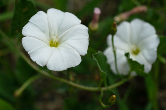 Close up view of a wild white field bindweed flower blooming on a creeping vine in summer nature