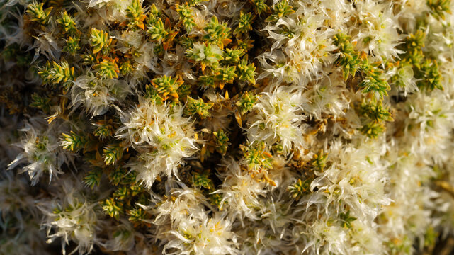 Close up view of Paronychia kurdica plant featuring white papery bracts and small green leaves