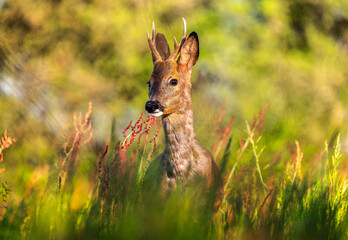 Roe deer, capreolus capreolus, forages and looks around the misty meadow in the early morning. Unconscious female wild animals with orange fur grazing on the hay field in summer. © ThéoTurtaut