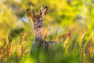 Roe deer, capreolus capreolus, forages and looks around the misty meadow in the early morning. Unconscious female wild animals with orange fur grazing on the hay field in summer. © ThéoTurtaut