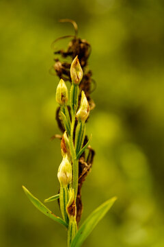 Close up of a white helleborine orchid Cephalanthera damasonium with closed buds against a green background