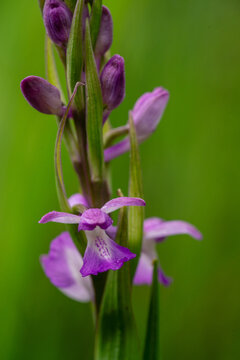 Close up of a purple Dactylorhiza umbrosa wild orchid flower blooming in nature against a green background