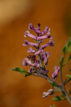 Macro photograph of delicate pink Fumaria microcarpa flowers blooming against a warm blurred orange background