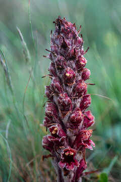 Close up of Orobanche gracilis or slender broomrape parasitic plant blooming in a grassy field