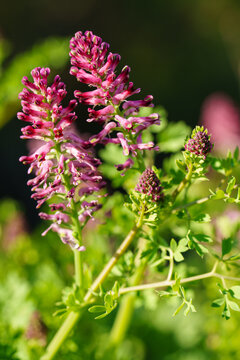 Close up of pink Fumaria microcarpa flowers and green leaves blooming in spring sunlight