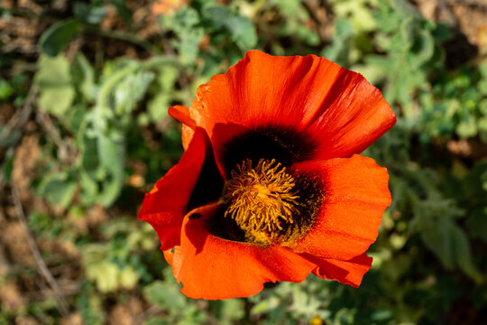 Close up of a red Glaucium grandiflorum poppy flower with dark center and yellow stamen blooming in nature