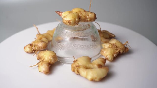 Fresh Ginger Root (Zingiber officinale) Organic Herbal Spice, Ayurvedic Medicinal Ingredient, Natural Antioxidant, Healthy Cooking, and Wellness