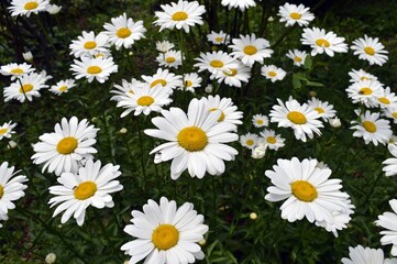 Fototapeta premium Lots of white daisies with yellow hearts during the day
