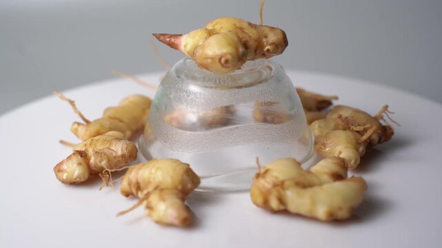 Fresh Ginger Root (Zingiber officinale) Organic Herbal Spice, Ayurvedic Medicinal Ingredient, Natural Antioxidant, Healthy Cooking, and Wellness