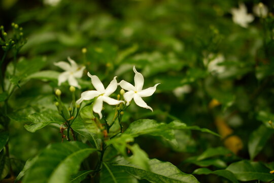 Pinwheel Flower Crape Jasmine Tabernaemontana Divaricata Blooming in Lush Garden