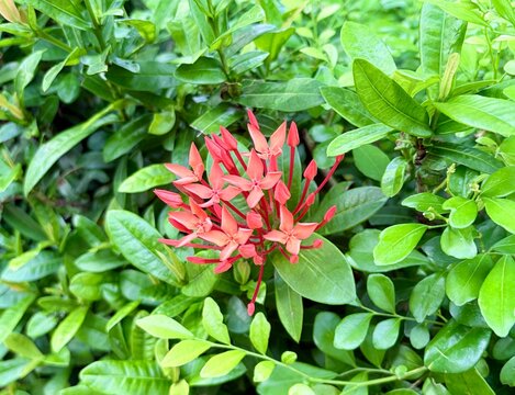 Red ixora flower cluster blooming among green leaves outdoor