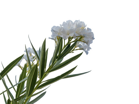 Branche de laurier-rose blanc en fleurs avec feuillage vert, photographi&eacute;e en gros plan sur fond blanc, composition botanique minimaliste mettant en valeur la floraison et les d&eacute;tails naturels 