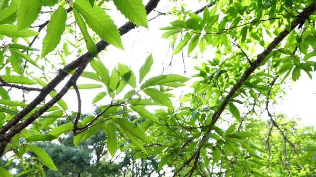 Details of an old Chestnut (Castanea sativa) in the Sierra de Aracena and Picos de Aroche Natural Park in Sierra Morena. Province of Huelva. Andalusia. Spain.