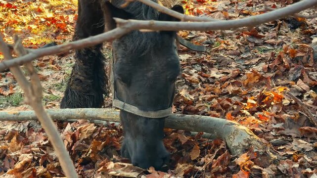 A black horse wearing a leather halter grazes on dry autumn leaves in a forest clearing, capturing the peaceful essence of an animal foraging in a golden sunlit woodland landscape