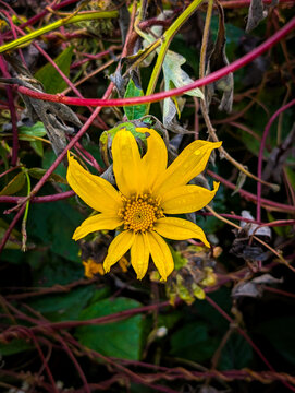 Close‑up of yellow Mexican sunflower (Tithonia diversifolia) wildflower with water droplets among red vines and dark leaves in garden Uttarakhand India.