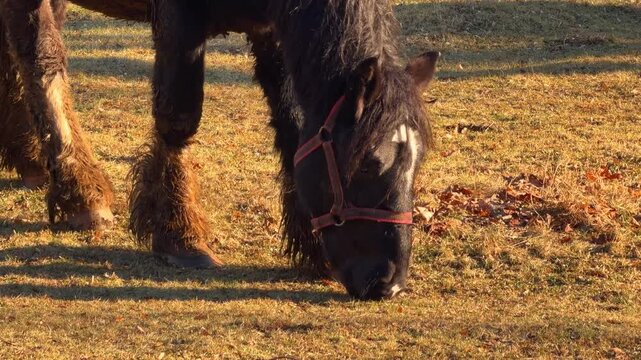 A black draft horse grazing on dry grass in a sunlit meadow during autumn, showing peaceful farm animal behavior and the natural beauty of rural equestrian life in golden hour light