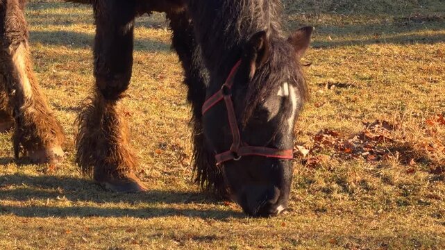 A black draft horse wearing a halter grazing on golden autumn pasture, representing a tranquil moment of livestock in a serene agricultural field during the late afternoon. Zoom