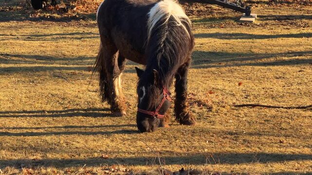 A dark horse with white mane wearing a red halter grazing in a sunlit meadow, conveying a peaceful rural atmosphere during a calm afternoon on a farm in a beautiful landscape scene