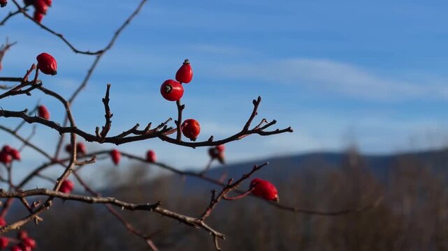 Bright red rosehips hanging on thin leafless branches against a clear blue sky, portraying a serene winter landscape and the natural beauty of seasonal wild plant growth. Zoom