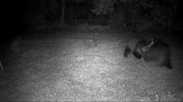 European Badgers in Nocturnal Territorial Mating Conflict with Intense Vocalisations