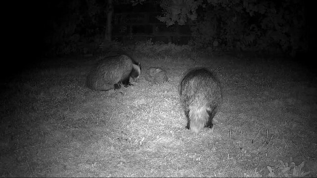 European Badgers in Nocturnal Territorial Mating Conflict with Intense Vocalisations