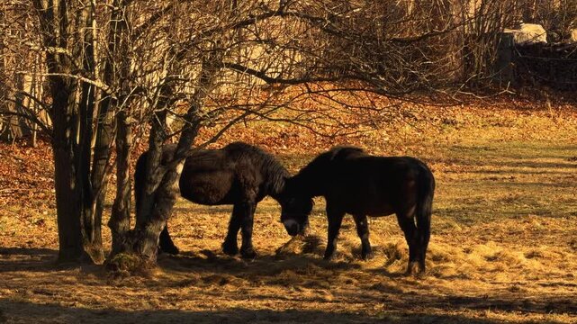 Two dark ponies grazing under a bare tree during a golden autumn afternoon, conveying a peaceful rural landscape filled with natural harmony and simple beauty in the countryside
