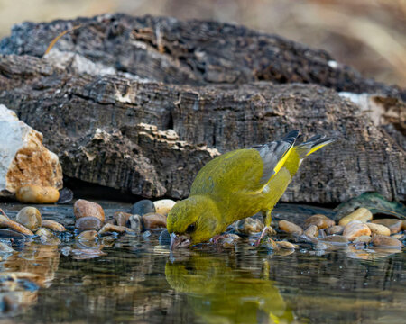 Un verder&oacute;n com&uacute;n (Chloris chloris) bebiendo agua de perfil en una charca pedregosa, mostrando su reflejo cristalino, su plumaje verde oliva y la llamativa marca amarilla de su cola.
