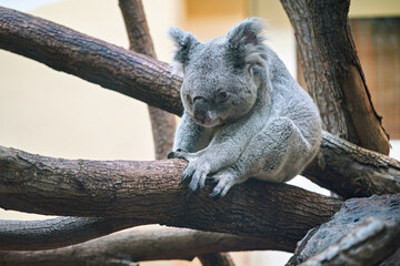 Obraz premium Grey koala bear walking over wooden tree branch, photo from zoo