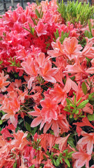 Obraz premium Beautiful blooming rhododendron flowers in pink coral colors. Spring garden flowers with green leaves. Vibrant floral background. Mobile phone photography.