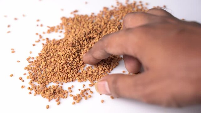 Organic Fenugreek Seeds (Methi) Natural Ayurvedic Spice, Herbal Ingredient, Healthy Cooking, Medicinal Seed, Rich Nutrition, and Traditional Wellness