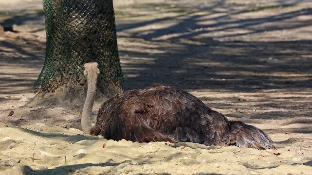 The common ostrich, Struthio camelus, or simply ostrich, is a species of large flightless birds native to Africa. It is one of two extant species of ostriches